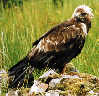 Golden Eagle on Eigg